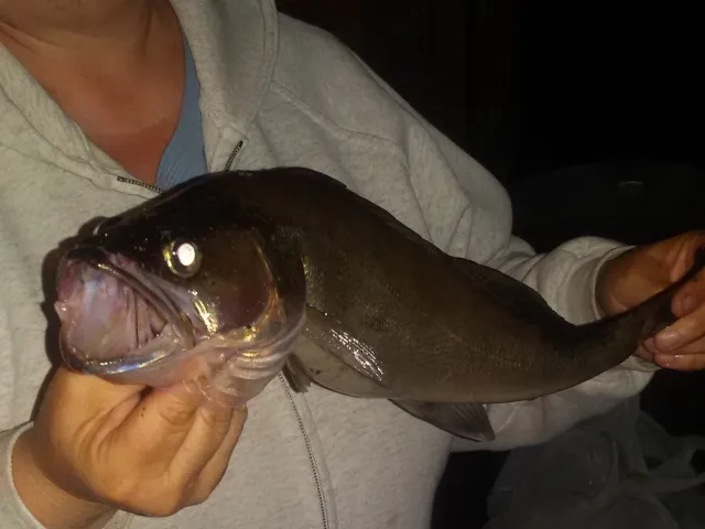 Zander