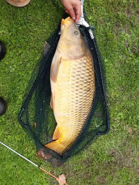 Karpfen