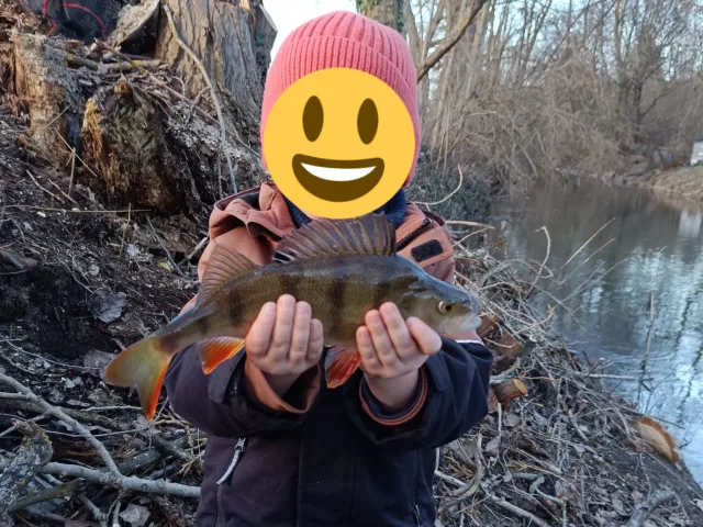 Flussbarsch