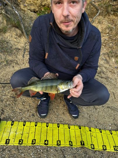 Flussbarsch