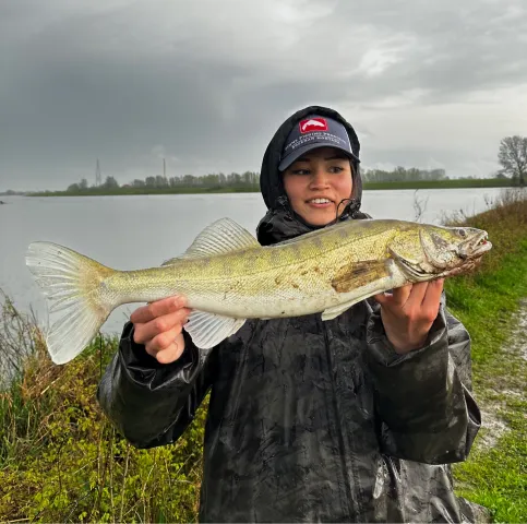 Zander