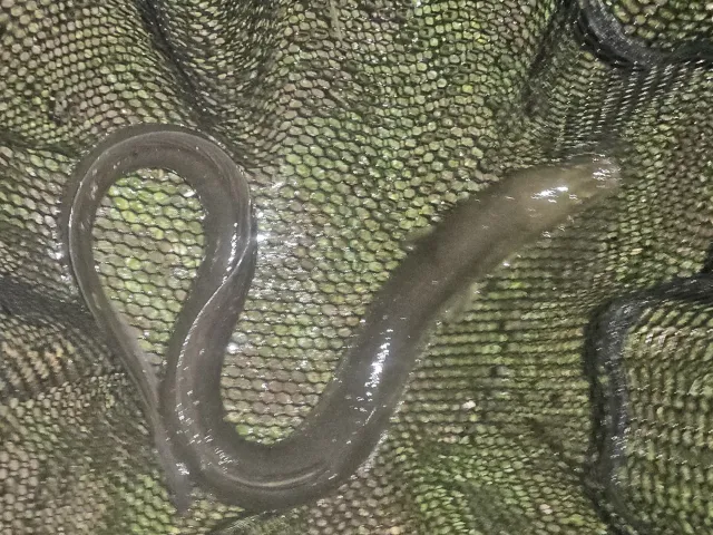 Aal