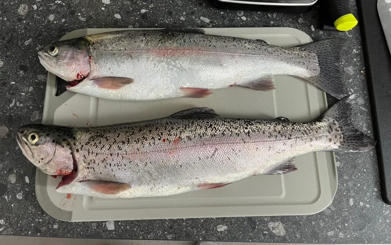 Regenbogenforelle