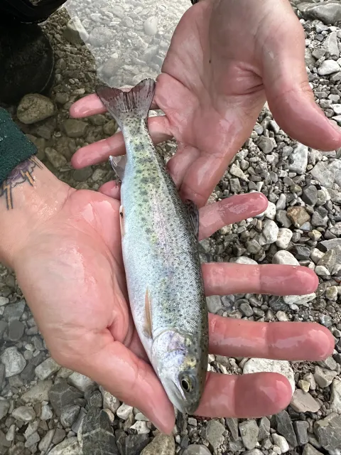 Regenbogenforelle