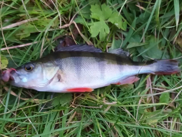 Flussbarsch