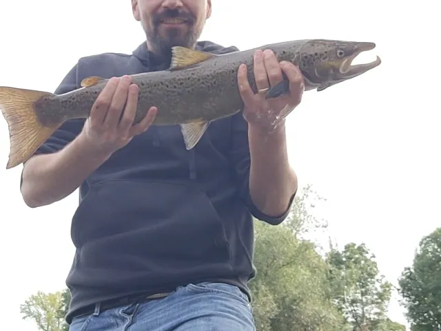 Lachs