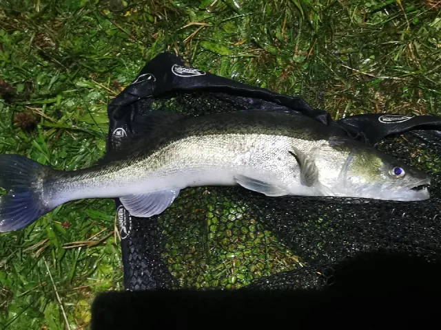 Zander