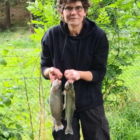 Bachsaibling