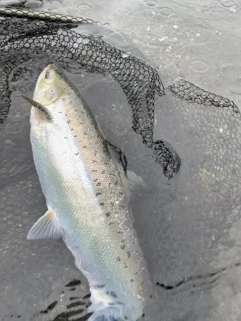 Lachs