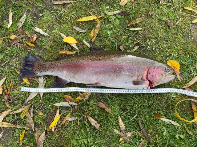 Regenbogenforelle