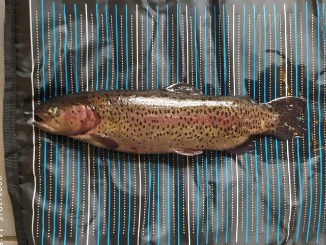 Regenbogenforelle