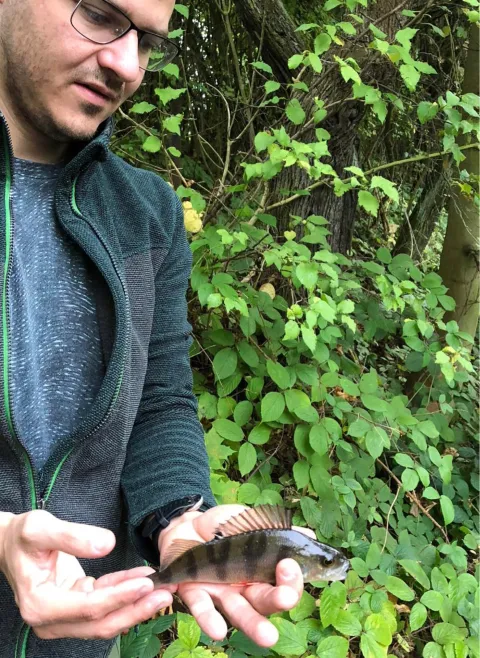 Flussbarsch