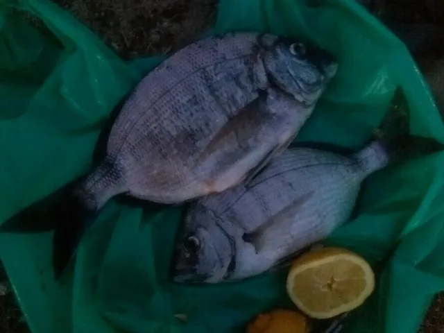 Dorade