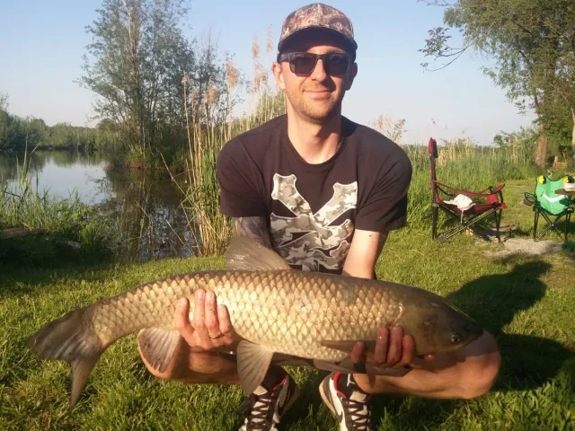 Graskarpfen