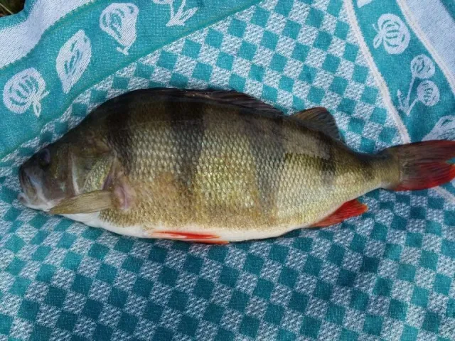 Flussbarsch