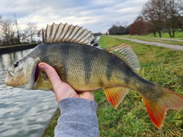 Flussbarsch