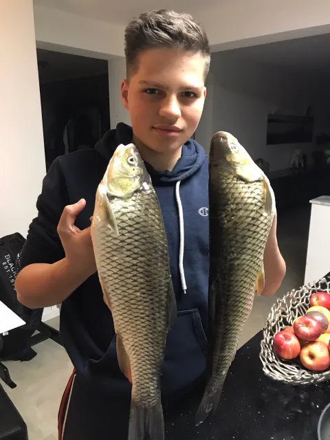 Döbel
