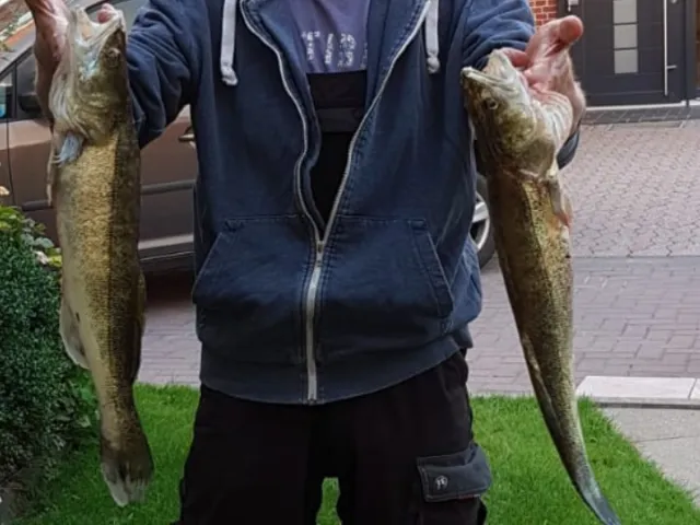 Zander