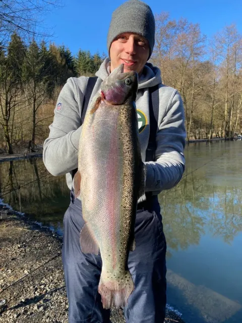 Regenbogenforelle