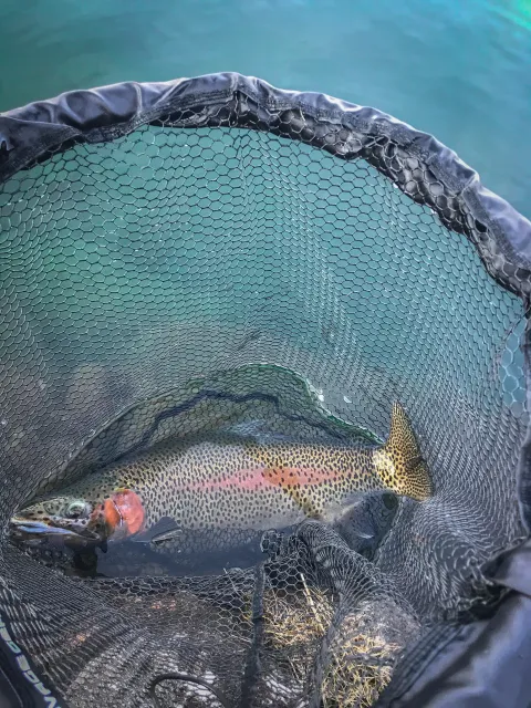 Regenbogenforelle