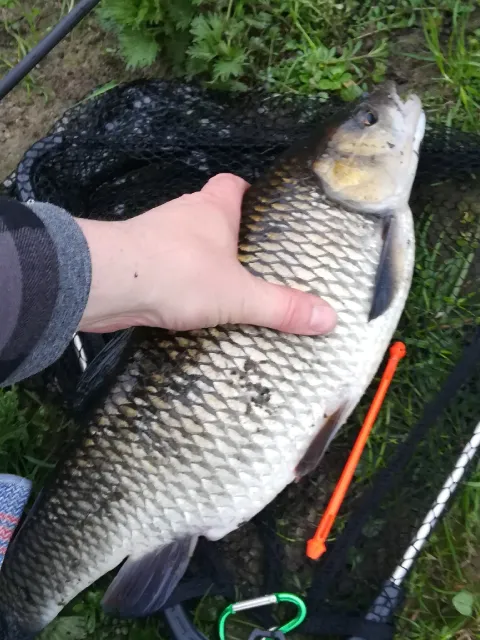 Döbel