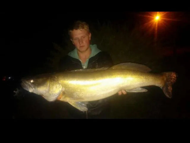 Zander