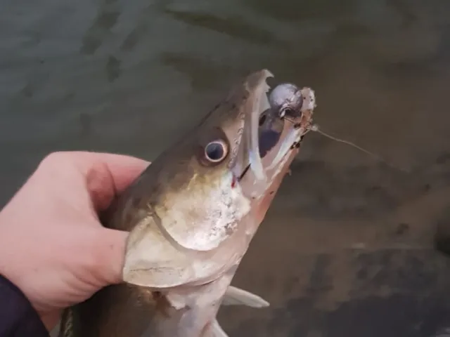 Zander