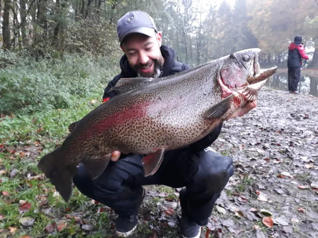Regenbogenforelle