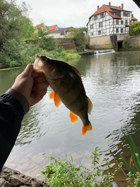 Flussbarsch