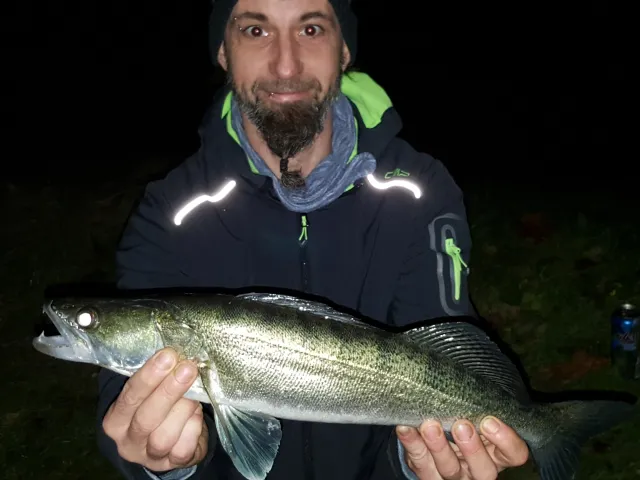 Zander