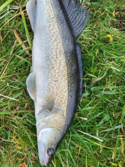 Zander