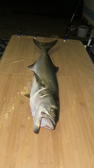 Amberjack