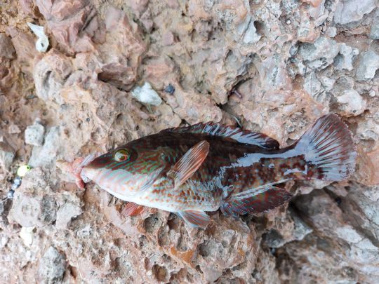 Lippfisch