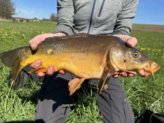Karpfen