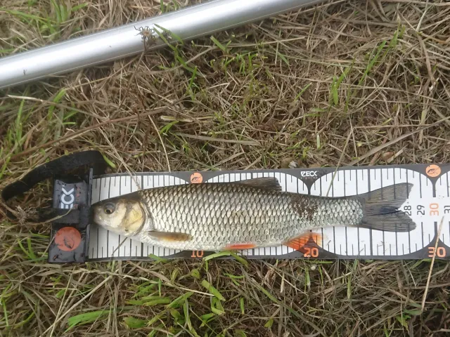 Döbel