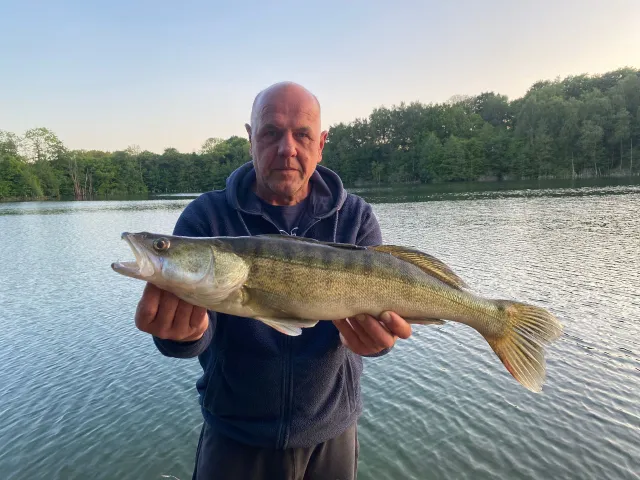 Zander