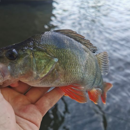 Flussbarsch