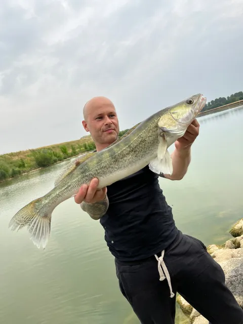 Zander