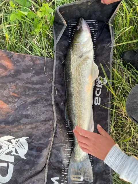 Zander