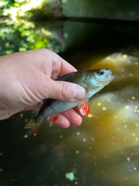Flussbarsch