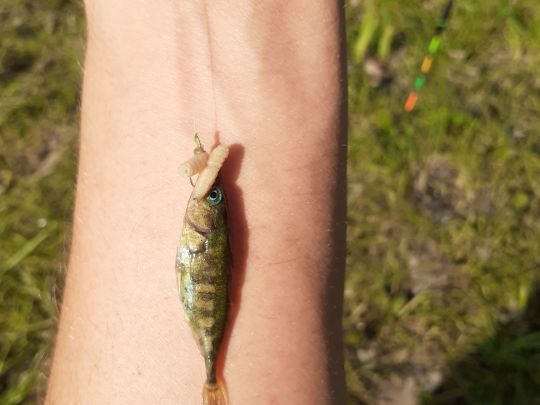 Dreistachliger Stichling