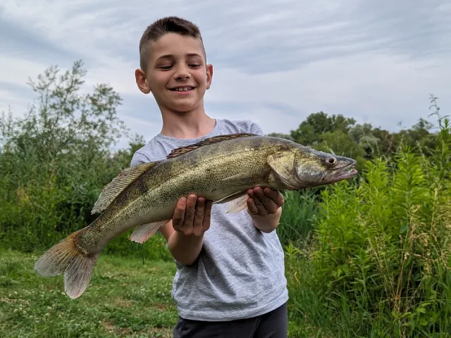 Zander