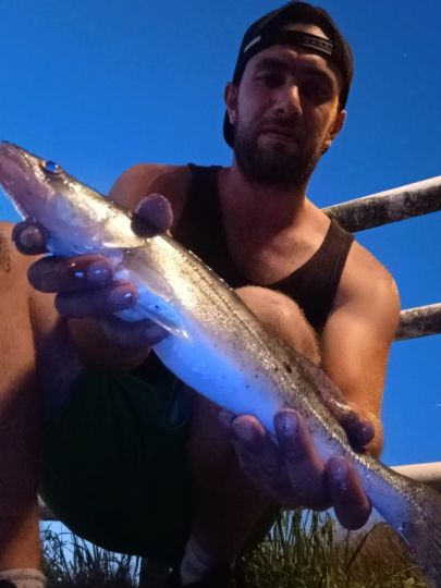 Zander