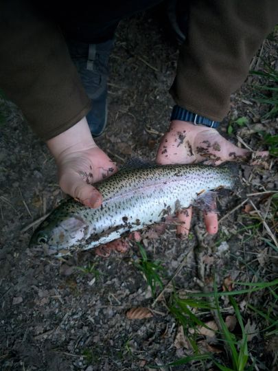 Regenbogenforelle