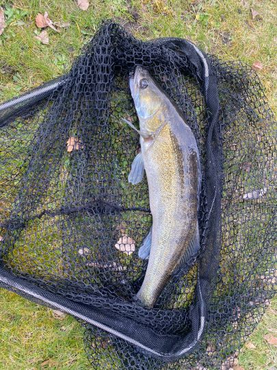 Zander