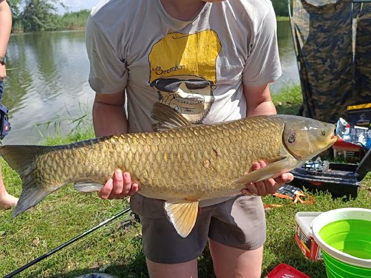 Graskarpfen