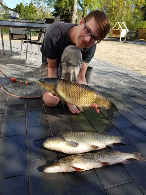 Graskarpfen