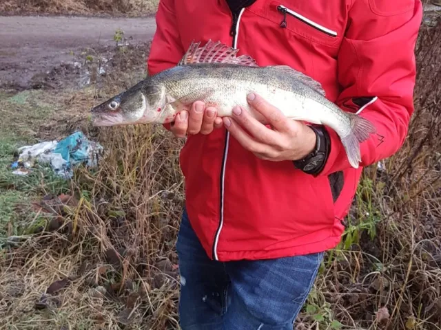 Zander