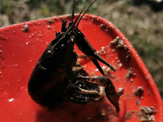 Roter amerikanischer Sumpfkrebs