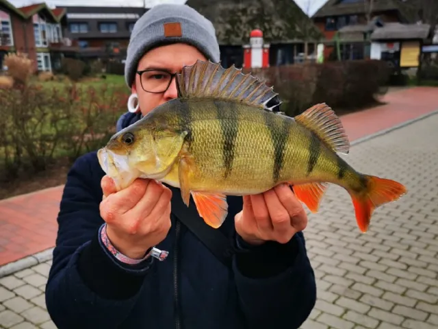 Flussbarsch